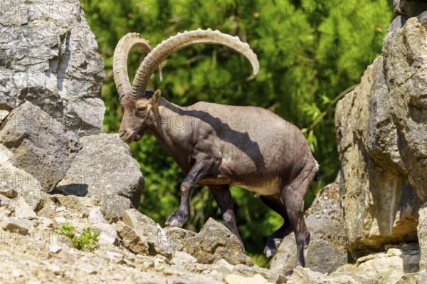 An ibex stands between rocky structures in a green setting, its impressive horns sticking out