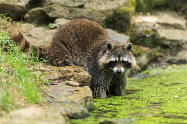 A raccoon stands on the rocky shore of a water body covered with algae, raccoon (Procyon lotor),