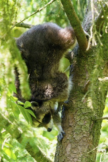A raccoon climbs headfirst down a tree surrounded by green foliage, raccoon (Procyon lotor),