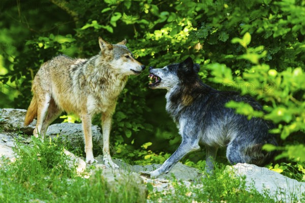 Two wolves communicating with each other in the countryside, Timberwolf, wolf, American wolf,