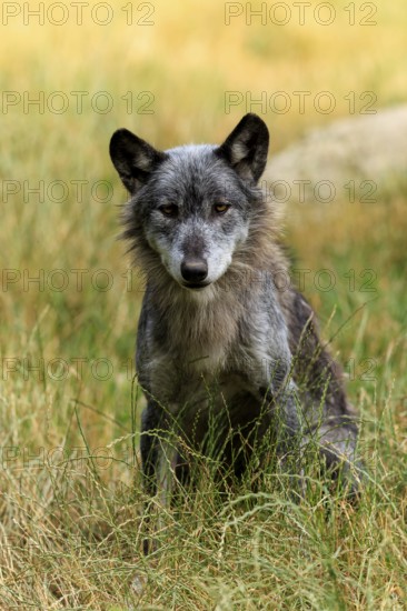 Grey wolf sitting in the grass and looking alert in natural surroundings, Timberwolf, wolf,