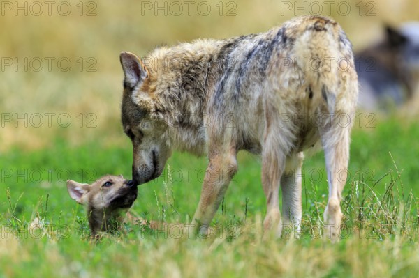 An adult wolf shows affection to a small pup in the meadow, Timberwolf, wolf, American wolf, (Canis