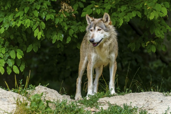 A wolf standing vigil in the shadow of a green forest, Timberwolf, wolf, American wolf, (Canis