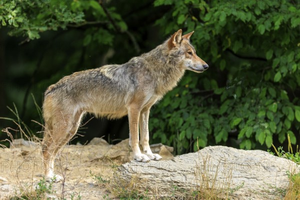 A wolf stands attentively on a rock surrounded by dense greenery, Timberwolf, wolf, American wolf,