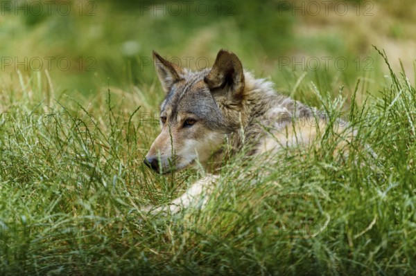 A wolf lies relaxed in the grass and looks attentively to the side, Timberwolf, wolf, American