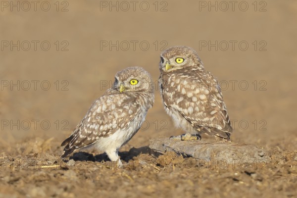 Little owl (Athene noctua) Two young birds sitting on the ground, grooming, cuddling, endangered