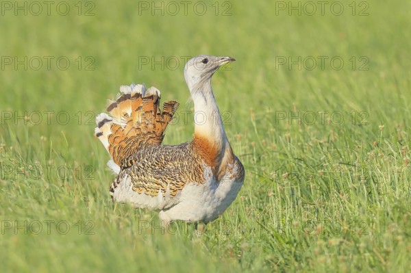 Great Bustard (Otis tarda), steppe bird, extremely rare bird species, threatened with extinction,