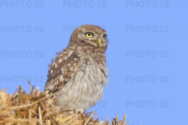 Little owl (Athene noctua) young bird sitting on a bale of straw, endangered bird species in