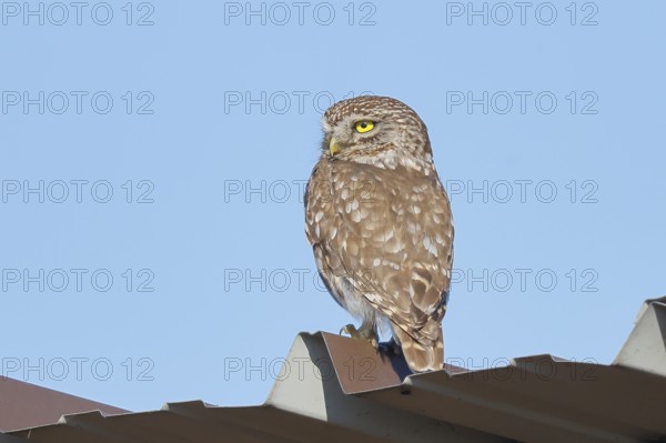Little owl (Athene noctua) adult bird sitting on a tin roof, endangered bird species in Central