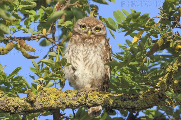 Little owl (Athene noctua) young bird sitting hidden in a tree, endangered bird species in Central