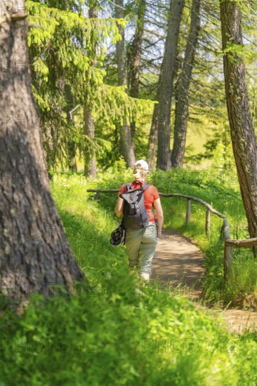 Person with a rucksack on a path through a sun-drenched forest, Alpe di Siusi, Dolomites, South