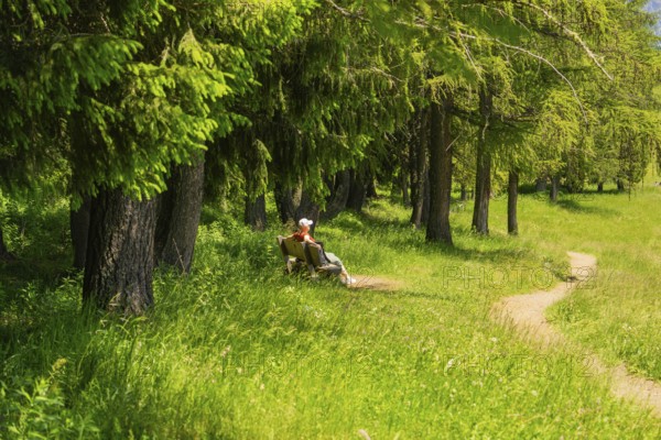 Person on a bench in the forest, surrounded by green trees and grass on a sunny summer day, Alpe di