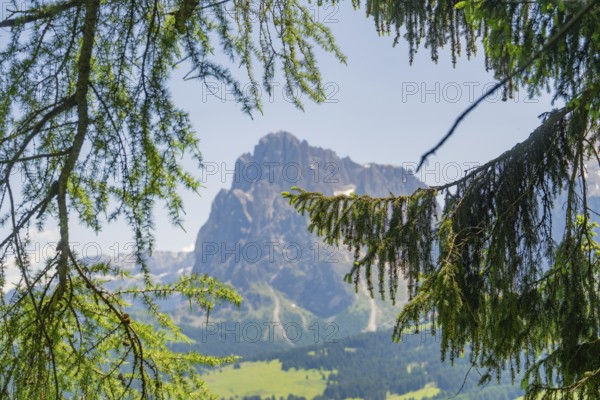 Mountain peak through hanging branches with green valley in the background, Alpe di Siusi,