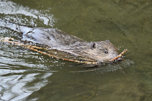 Eurasian beaver, European beaver (Castor fibre), swimming in a stream with a branch in its mouth,