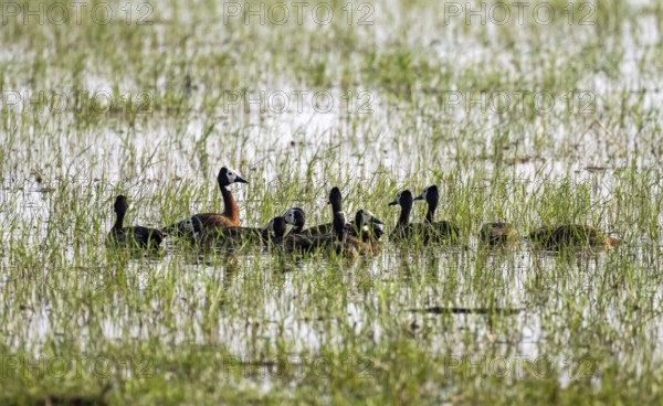 Widow-whistling goose (Dendrocygna viduata), group in the water, Okavango Delta, Moremi Game