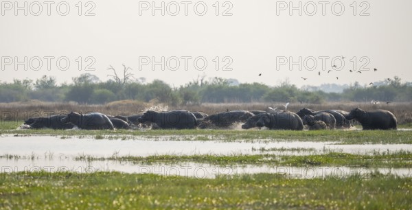 Hippos (Hippopatamus amphibius), group in the water, startled, running out of the water, Okavango