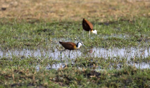 Blue-fronted Jacamar Sandgrouse (Actophilornis africanus) foraging in the water, Okavango Delta,