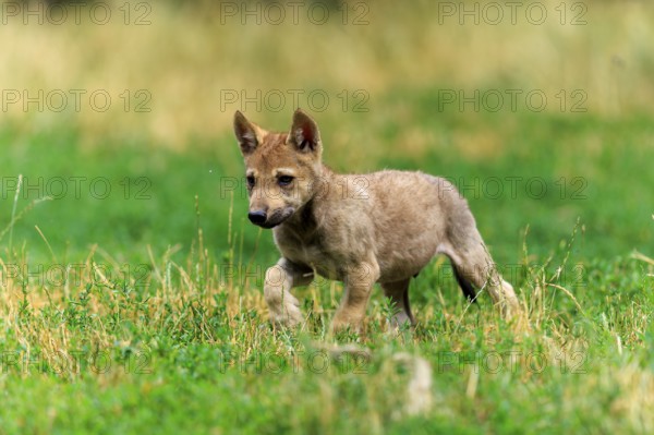 A young wolf pup explores the green grassland, Timberwolf, wolf, American wolf, (Canis lupus