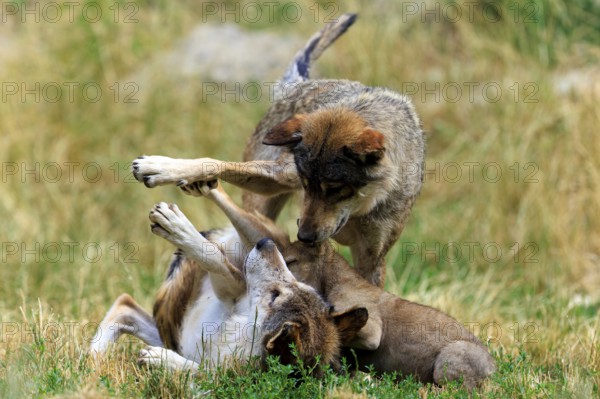 Playful interaction between adult wolves and a pup in the meadow, Timberwolf, wolf, American wolf,