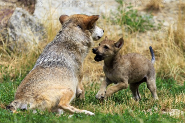 Wolf pup showing playful behaviour towards an adult wolf in the wild, Timberwolf, wolf, American