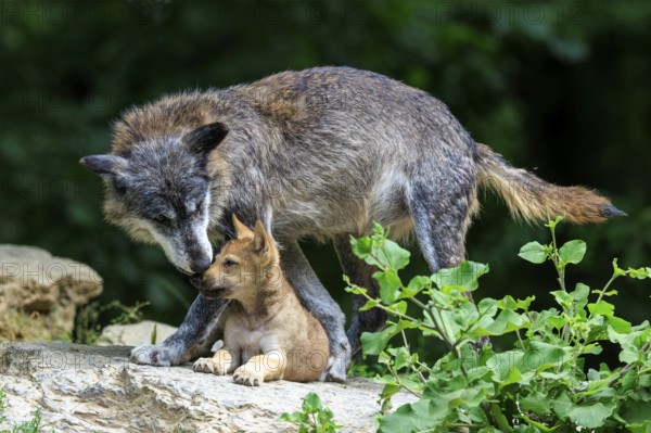 Experienced wolf tenderly caring for his pup on a rock, Timberwolf, wolf, American wolf, (Canis