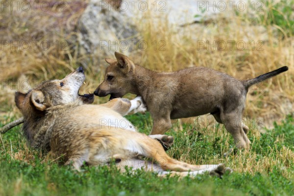 Wolf pup playfully interacting with a lying adult wolf, Timberwolf, wolf, American wolf, (Canis