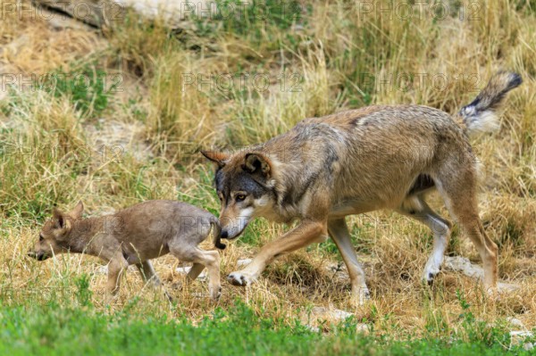 A large wolf follows a small puppy attentively across the meadow, Timberwolf, wolf, American wolf,
