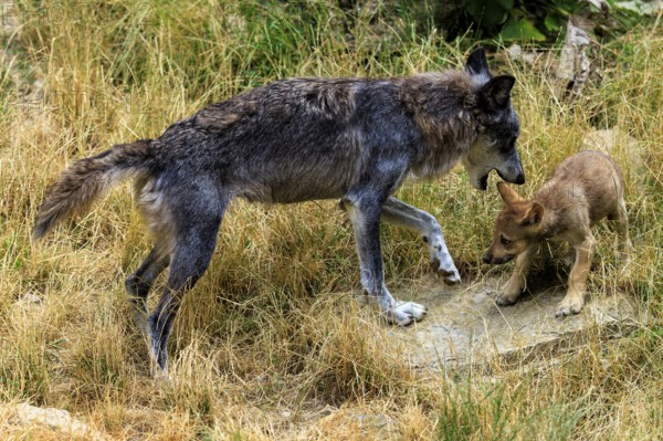 Adult wolf interacting affectionately with a puppy in a meadow, Timberwolf, wolf, American wolf,