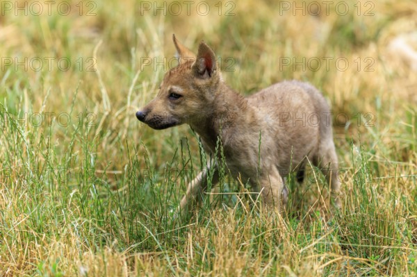 A wolf pup walks curiously through the tall grass, Timberwolf, wolf, American wolf, (Canis lupus