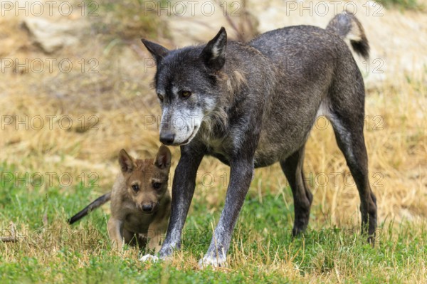 Older wolf walks with a young pup through a grassy environment, Timberwolf, wolf, American wolf,