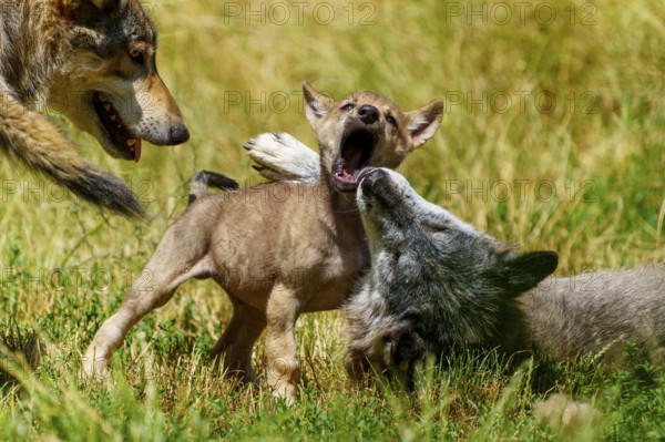 A wolf pup plays happily with a lying wolf mate in the tall grass, Timberwolf, wolf, American wolf,