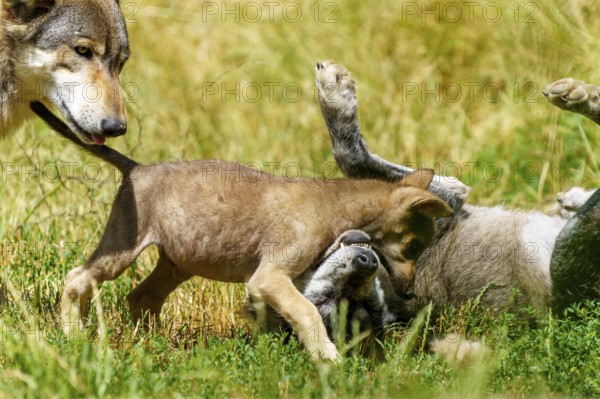 A wolf pup interacts curiously with another wolf lying on the meadow, Timberwolf, wolf, American