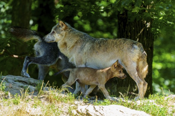 A wolf pup moves through the forest with two adult wolves, Timberwolf, wolf, American wolf, (Canis