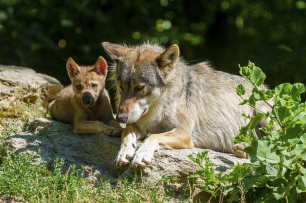 A wolf and a pup resting together on a rock, in the middle of a summer environment, Timberwolf,