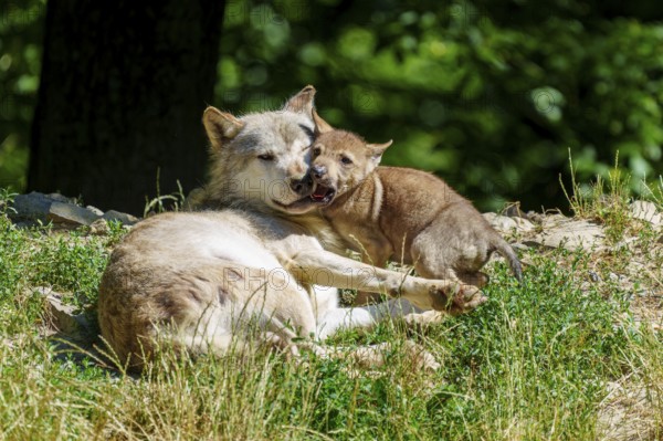 A wolf pup cuddles up to a lying wolf in the countryside, Timberwolf, wolf, American wolf, (Canis