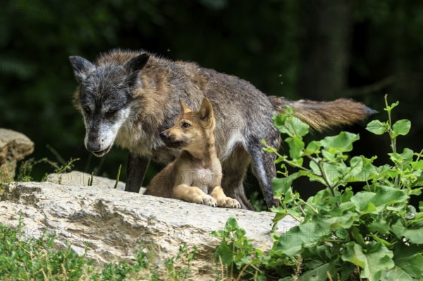 A wolf and its pup resting on a rock surrounded by greenery, Timberwolf, wolf, American wolf,