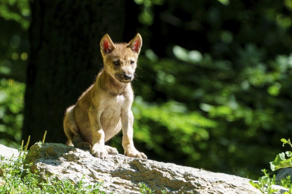 An attentive puppy sits on a stone, surrounded by summer forest landscape, Timberwolf, wolf,