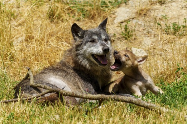 A wolf and a pup resting in a sunny meadow surrounded by dry grass, Timberwolf, wolf, American
