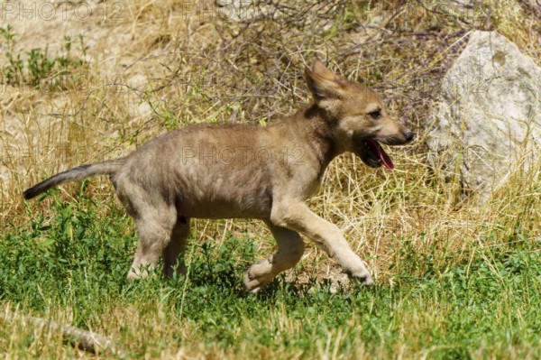 A wolf pup runs happily across a meadow, surrounded by summer vegetation and sunlight, Timberwolf,