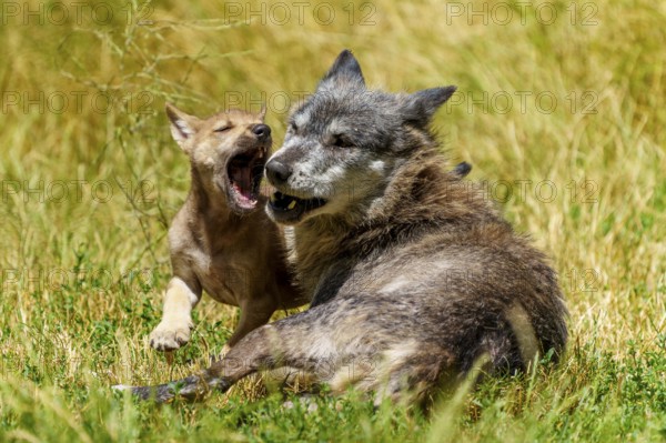 A happy young wolf and a puppy playing in the grass, Timberwolf, wolf, American wolf, (Canis lupus