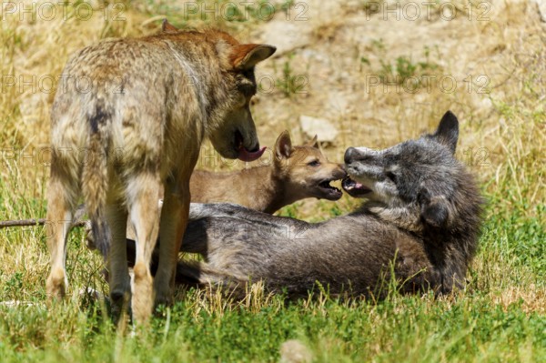 Wolves and a puppy playing in a meadow. Summer atmosphere with green grass and dry patches,