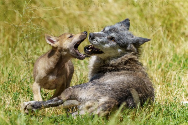 A wolf and its puppy playing in a sunny meadow, Timberwolf, wolf, American wolf, (Canis lupus