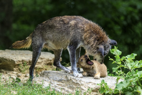A wolf and her pup standing on a rock in a green environment, Timberwolf, wolf, American wolf,