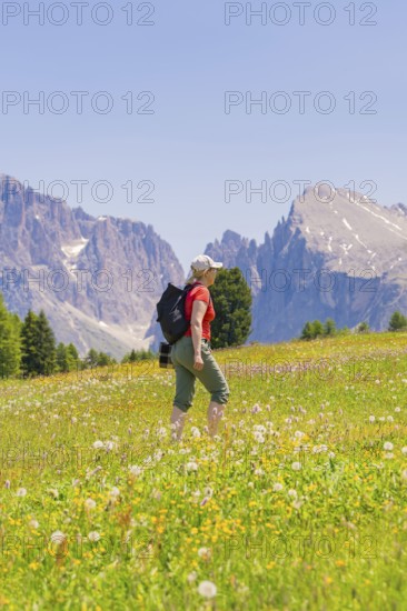 Hiker climbs the flowery meadow in front of impressive mountains, Alpe di Siusi, Dolomites, South