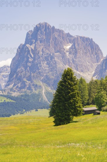 Single tree in a meadow against an impressive mountain backdrop, Alpe di Siusi, Dolomites, South