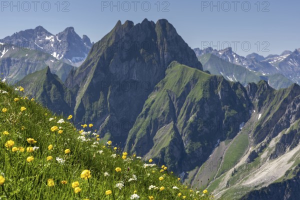 Mountain panorama with various mountain flowers from the Laufbacher-Eckweg into the rear Oytal with