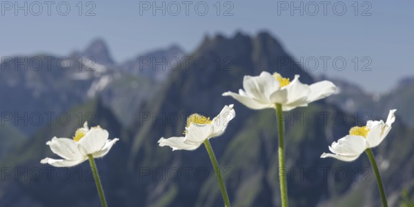 Mountain panorama with white alpine anemones (Pulsatilla alpina ssp. alpina) from Laufbacher-Eckweg