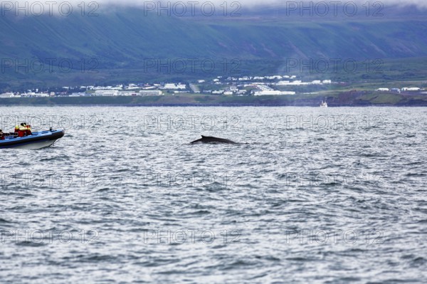 Humpback whale (Megaptera novaeangliae) swimming at the surface, motorboat, whale watching, in