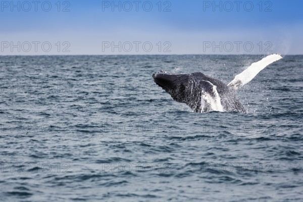 Humpback whale (Megaptera novaeangliae), powerful jump with turn, typical breaching, whale