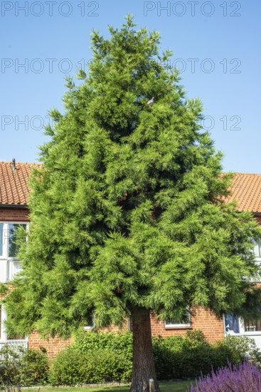 Mammoth tree (Sequioadendron giganteum) planted in a park in Ystad, Skåne County, Sweden,